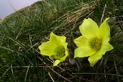 21 Pulsatilla alpina (Pulsatilla sulfurea)